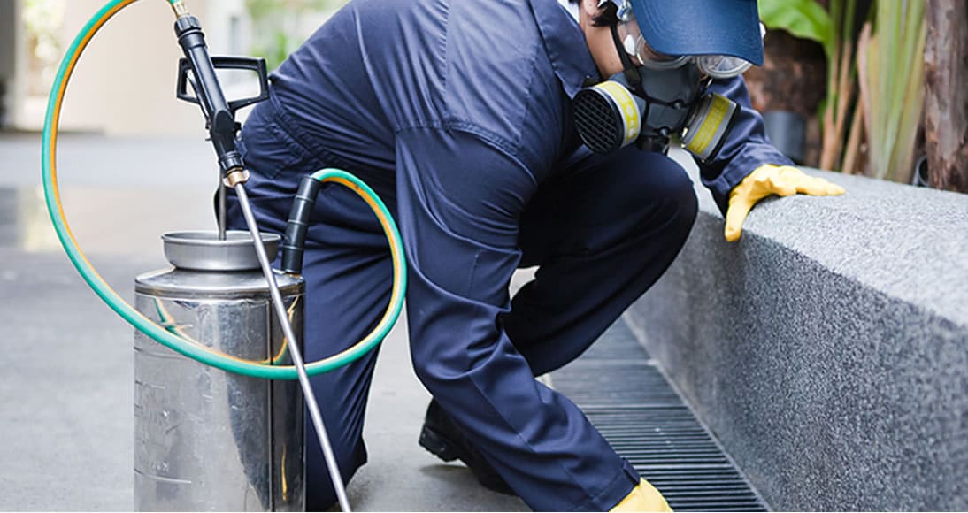 Dedetizadora 24 horas no Brás